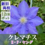 【予約・早割】クレマチス H F ヤング 12cm苗 青紫 【ラヌギノーサ系・新旧両枝咲き】四季咲き 大輪 clematis ブルー 【10月上旬より順次発送】