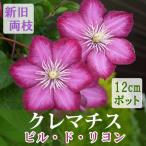 【予約・早割】クレマチス ビル ド リヨン 12cm苗 濃桃 【ジャックマニー系・新旧両枝咲き】四季咲き 中輪 clematis ピンク 【10月上旬より順次発送】