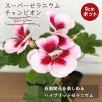 花苗 スーパーゼラニウム チャンピオン ロージー 長期開花 多年草 半耐寒性…