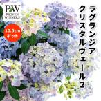 アジサイ 苗 ラグランジア クリスタルヴェール2 10.5cmポット 紫陽花 ハイドランジア 耐寒性 苗木 庭木 花木 花色変化 ローメンテナンス ハクサン PW