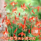 ベッセラ