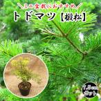 トド松 ( 椴松 ) 苗 トドマツ 7.5cmポット 苔盆栽 ミニ盆栽 苔玉 松 苗木 花木 山野草 寄せ植え