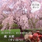果樹苗 花木 桃 水密 すいみつ 13.5cmポット 照手水蜜 自家結実性