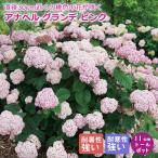 アジサイ アナベル 苗 グランデ ピンク 11cmトールポット (登録品種)紫陽花 花木 低木 落葉低木 ピンクのアナベル