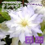 ショッピングクレマチス クレマチス カルセドニー 12cm 苗 薄紫色 【パテンス系・旧枝咲き】四季咲き 八重咲き 早咲き 大輪 clematis パープル