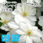 【予約・早割】クレマチス 白雪姫 12cm 苗 白色 【ラヌギノーサ系・新旧両枝咲き】四季咲き 大輪 clematis ホワイト【10月上旬より順次発送】