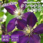 【予約・早割】クレマチス ミケリテ 12cm 苗 紫色 【ジャックマニー系・新旧両枝咲き】四季咲き 大輪 clematis パープル【10月上旬より順次発送】