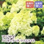 【予約】ノリウツギ ライムライト 21cmまたは24cmポット(サイズおまかせ) 大鉢 苗 アジサイ パニキュラータ シュラブ 低木【１２月中旬より順次発送】