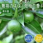 カボス苗木無核カボス15ｃｍポット...