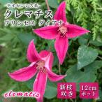 ショッピングクレマチス クレマチス プリンセス ダイアナ 12cm苗 ピンク 【テキセンシス系・新枝咲き】四季咲き