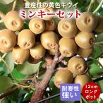 【予約・早割】キウイ 苗 ミンキー