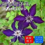 クレマチス ソワレ 7.5cmロングポット 苗 パープル 【ビチセラ系・新枝咲き】四季咲き 交配種