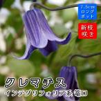 クレマチス 篭口 7.5cmロングポット 苗 濃青紫【インテグリフォリア系・新枝咲き】四季咲き clematis ベル咲き ろうぐち