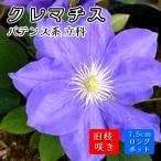 クレマチス 立科 7.5cmロングポット 苗 薄紫 青紫 【パテンス系・旧枝咲き】一季咲き 大輪 clematis 蓼科 タテシナ