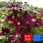 クレマチス ニオベ 7.5cmロングポット 苗 赤 【ジャックマニー系・新旧両枝咲き】四季咲き 大輪 clematis レッド