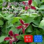 クレマチス レディ バード ジョンソン 7.5cmロングポット 苗 濃紫紅色 【テキセンシス系・新枝咲き】四季咲き