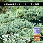  хвойное дерево голубой ковровое покрытие 15cm pot рассада садовое дерево сырой . вечнозеленый игольчатое дерево . корень цветок . в европейком стиле почвопокровные растения лампочка . растения ..