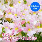 ネメシア10.5cmポット苗2株植...
