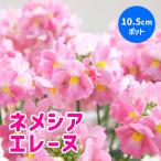 ネメシアメーテル10.5cmポット...