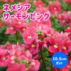 ネメシアメーテル10.5cmポット...