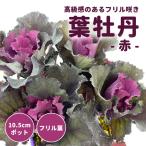 葉牡丹苗10.5cmポットフリル葉...