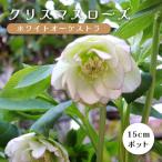 ショッピングクリスマスローズ クリスマスローズ 苗 ホワイトオーケストラ メリクロン苗 15ｃｍポット 冬 耐寒性 ガーデニング ヘレボルス ミヨシ