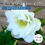 クリスマスローズ 苗 エレガンスアイス メリクロン苗 15ｃｍポット 冬 花壇 耐寒性 ガーデニング ヘレボルス ミヨシ