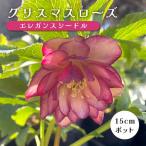  морозник рассада elegance si- доллар melik long рассада 15cm pot зима цветок . выдерживающий холод . садоводство he Revo rusmiyosi