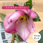 クリスマスローズ 苗 ストロベリームーン