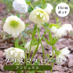 クリスマスローズ 苗 アンジェリエ メリクロン苗 15ｃｍポット 冬 花壇 耐寒性 ガーデニング ヘレボルス ミヨシ