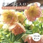 ショッピングクリスマスローズ クリスマスローズ 苗 アプリコットオーケストラ メリクロン苗 15ｃｍポット 冬 耐寒性 ガーデニング ヘレボルス ミヨシ