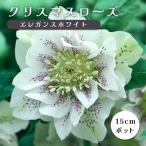 クリスマスローズ 苗 エレガンスホワイト メリクロン苗 15ｃｍポット 冬 花壇 耐寒性 ガーデニング ヘレボルス ミヨシ