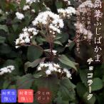  цветок рассада медь лист ... серп кама шоко la-ta9cm pot Fuji bakama глициния hakama японский стиль старый способ чай цветок осенний 7 .asagimadala срезанные цветы садоводство садоводство много год . Sakura моти цветок рассада 