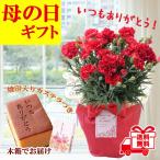 【予約・超早割】 母の日 プレゼント 2026年 選べる カーネーション 5号鉢 送料無料 カステラ付き 無料ラッピング ギフト 花とスイーツ 生花 50代 60代 花の大和