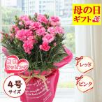 【予約・超早割】 送料無料 母の日 プレゼント 2026年 選べる カーネーション 4号鉢 無料ラッピング 【 レッド or ピンク 】 鉢花 生花 50代 60代 70代 花の大和
