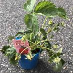  клубника рассада (... сырой др. ) доступный товар :1 коробка 24 входить .. распродажа..