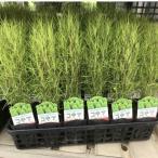 ★コキア；ほうき草１箱
