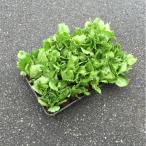  lettuce : Cisco др. ( шар lettuce )(3.0 размер )1 коробка 35 pot входить .. распродажа.. рыночная цена вниз сделал.