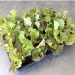  Sunny lettuce рассада :(3.0 размер )1 коробка 35 входить .. распродажа.. рыночная цена вниз сделал.