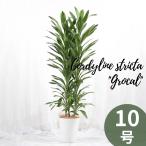 観葉植物 ドラセナ グローカル 10号 受け皿付 大型 おしゃれ インテリアグリーン プレゼント