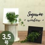 観葉植物 シュガーバイン 3.5号 窓枠型デザイン鉢 ミニ観葉 おしゃれ インテリアグリーン プレゼント