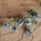  Erin ju-m Magne -ta-( Erin jium) синий голубой / сухой цветок местного производства интерьер натуральный Schic модный 