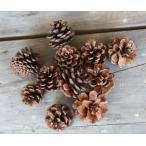  сосна kasa Mini head [100 шт ]/ дерево. реальный ( большой земля сельское хозяйство .)