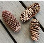  красный ezomatsu/ сухой цветок * дерево. реальный ( Hokkaido производство )