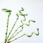 花と雑貨と スパイラルバンブー 7本 ラッキー ドラセナ ミリオンバンブー 切り花 観葉植物