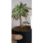 アエオニウム サンバースト Aeonium Sunburst 育て方 ゆるぷ