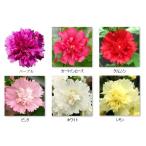 https search kakaku com 95c 20 83 5e 83 60 83a 83i 83c