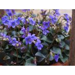 ラブラドリカ Amazon 楽天 ヤフー等の通販価格比較 最安値 Com