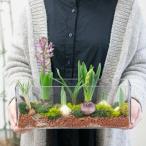 ショッピング楽天 水耕栽培キット 芽出し球根おまかせmix ガラス「レクタングル グラス」ムスカリ チューリップ ヒヤシンス 球根 セット 水耕栽培 花瓶 寄せ植え ガラス グラス