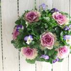 ショッピング正月 お正月飾り 葉ボタンのハンギングバスケット寄せ植え[空(そら] Mサイズ│葉牡丹 ビオラ 正月 しめ縄 しめ飾り しめ縄飾り 屋外 おしゃれ 正月飾り 洋風 玄関